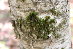 Ulota crispa