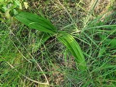 Eulophia streptopetala