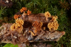 Synnematomyces capitatus