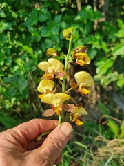 Eulophia streptopetala