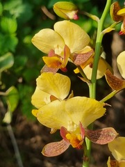 Eulophia streptopetala
