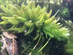 Egeria densa