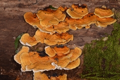 Rigidoporus