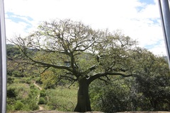 Ceiba trischistandra