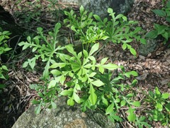 Cussonia paniculata sinuata