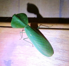 Choeradodis rhombicollis