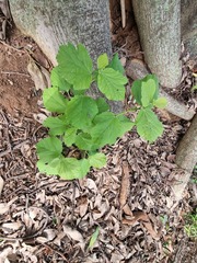 Dombeya rotundifolia