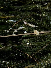 Egeria densa