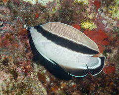 Bandit Angelfish photo 1