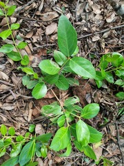 Acokanthera oppositifolia