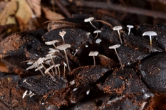 Gloiocephala