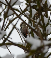 Dendrocopos leucotos