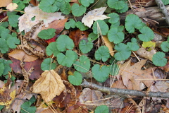 Rubus dalibarda