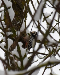 Dendrocopos leucotos