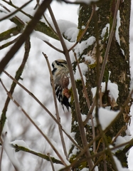 Dendrocopos leucotos