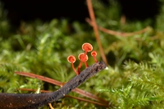 Filoboletus
