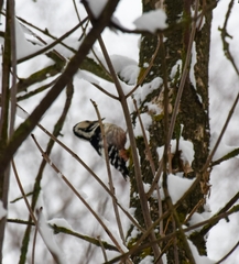 Dendrocopos leucotos