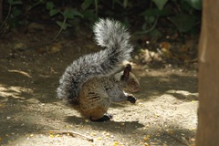 Sciurus stramineus