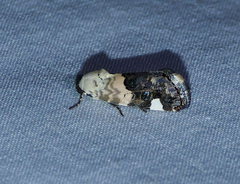 Tarache areloides