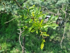 Vachellia karroo