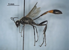 Ammophilinae