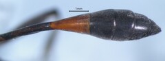 Ammophilinae