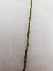 Setaria geminata