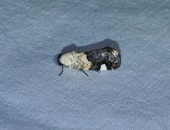 Tarache areloides