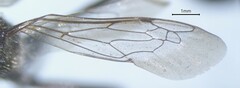 Ammophilinae