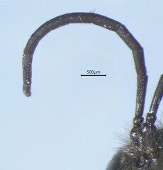 Ammophilinae