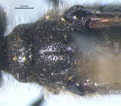 Ammophilinae