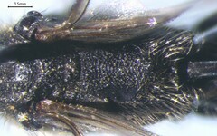 Ammophilinae