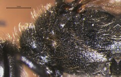 Ammophilinae