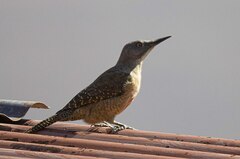 Geocolaptes olivaceus