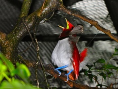King Bird-Of-Paradise photo 5