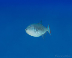 Xanthichthys auromarginatus