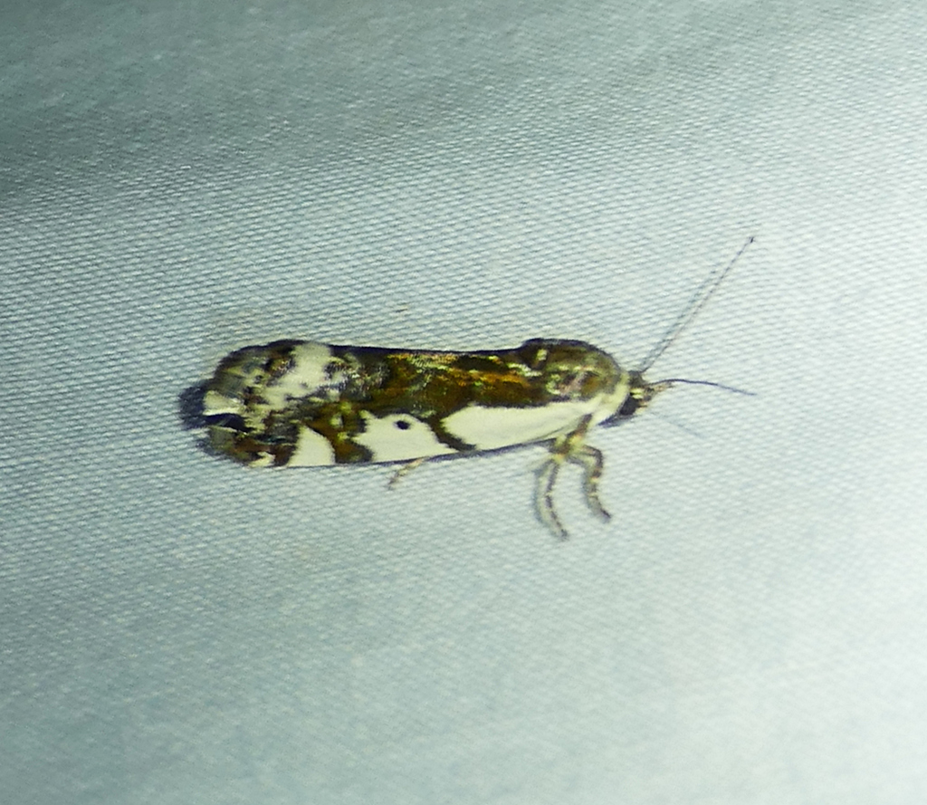 Tarache huachuca