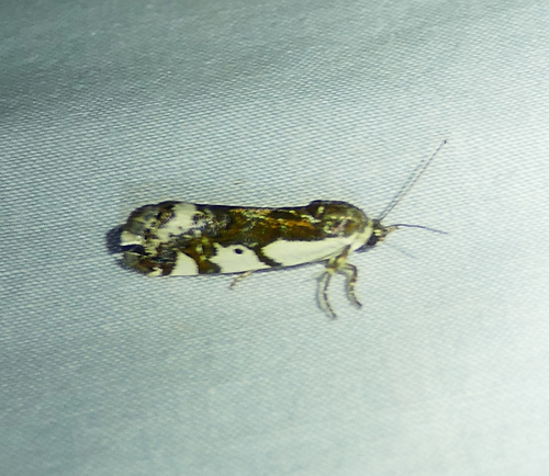 Tarache huachuca