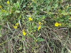 Sphedamnocarpus pruriens