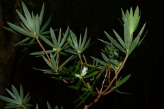 Cyathodes platystoma