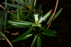 Cyathodes platystoma