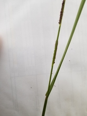 Setaria geminata