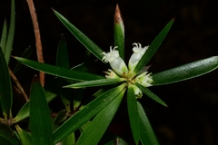 Cyathodes platystoma