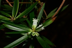 Cyathodes platystoma