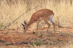 Raphicerus campestris