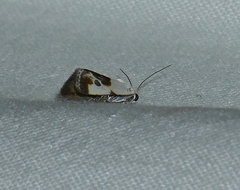 Ponometia candefacta