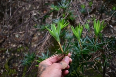 Cyathodes platystoma