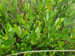 Cryptolepis oblongifolia