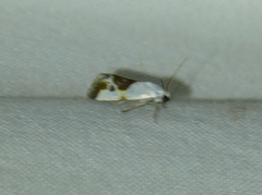 Ponometia candefacta
