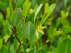 Cryptolepis oblongifolia